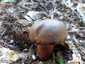 Neoboletus praestigiator (Neoboletus praestigiator), Zemplén